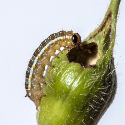 Caterpillar eating green seed pod