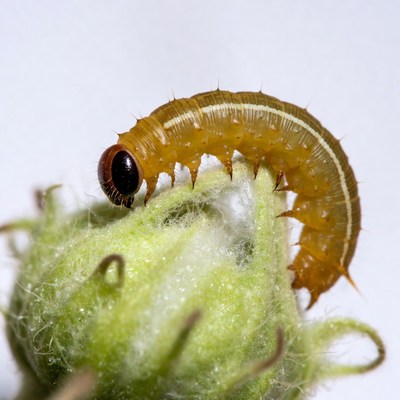 Caterpillar on green flower bud