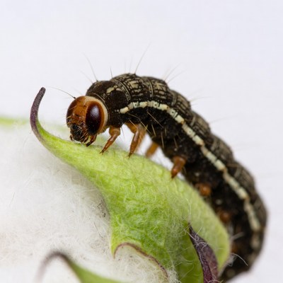 Caterpillar eating green leaf