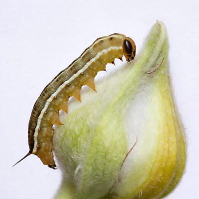 Caterpillar eating green leaf bud