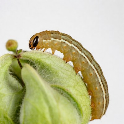 Caterpillar on green leaf