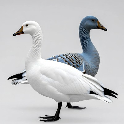 White and Blue Snow Goose Pair