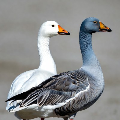 White and Gray Goose Pair