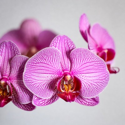 Pink Phalaenopsis Orchids on White Background