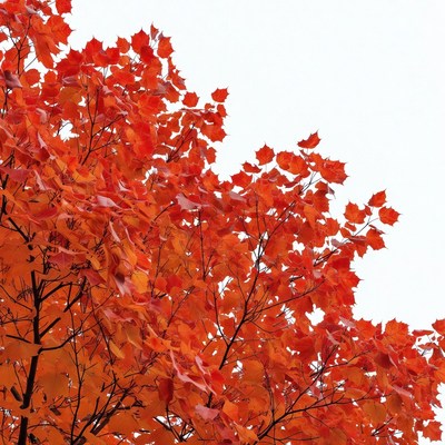 Red maple leaves on white background