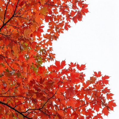 Autumn maple tree branches