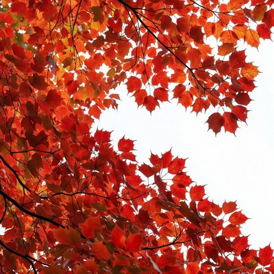 Autumn maple leaves on white background