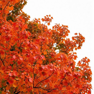 Vibrant autumn maple tree branches