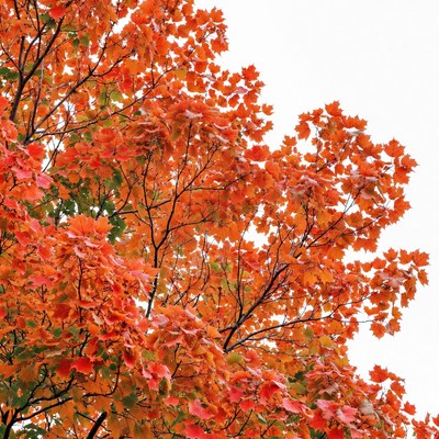 Autumn maple tree branches