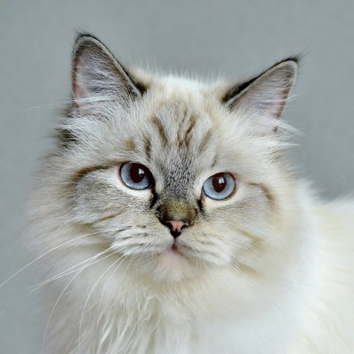 Close-up of blue-eyed Birman cat