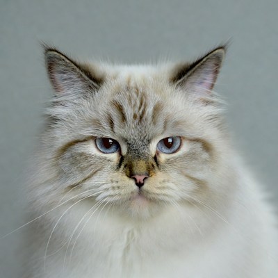 Close-up of blue-eyed Ragdoll cat