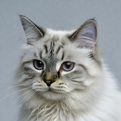 Close-up of blue-eyed British Shorthair cat