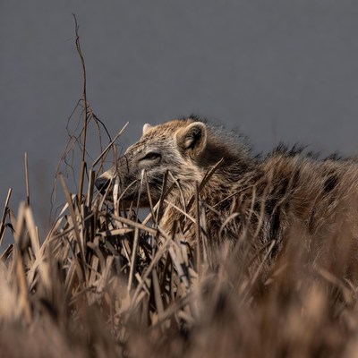 Raccoon Dog in Tall Grass