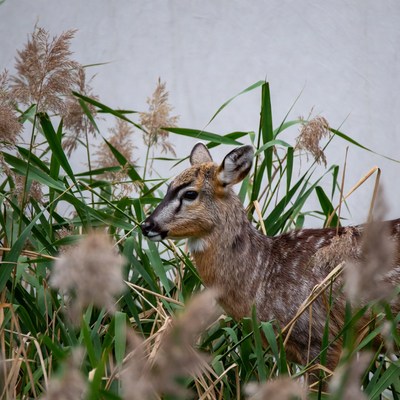 Bushbuck standing in tall grass