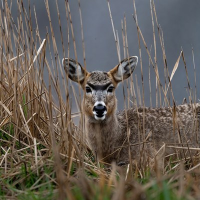 Impala peeking through reeds