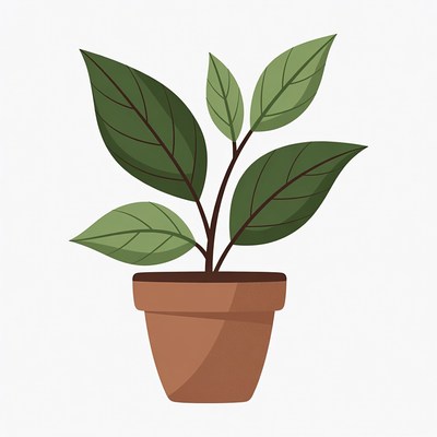 Green Plant in Terracotta Pot