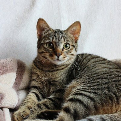 Tabby kitten on fluffy blanket
