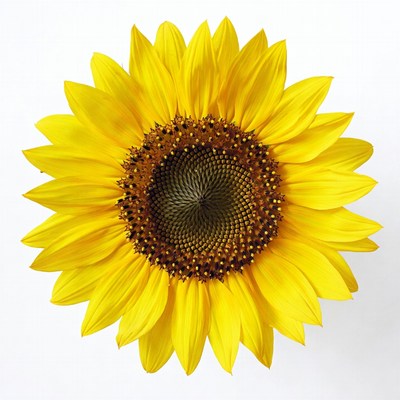 Sunflower on white background