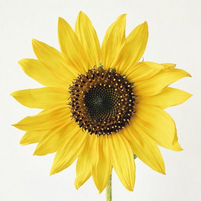 Sunflower on white background