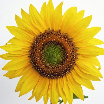 Sunflower on white background