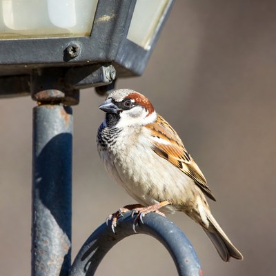 House Sparrow on Street Lamp