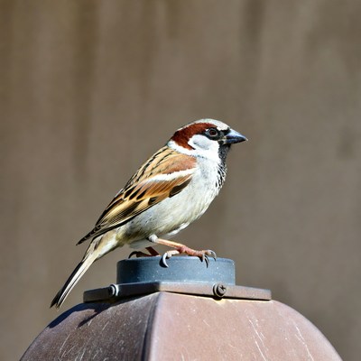 House sparrow perched on metal cap