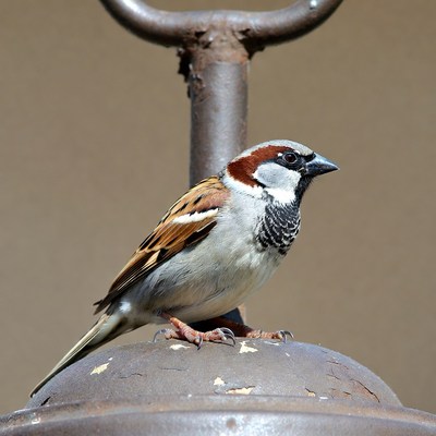 House Sparrow on Rusty Hanger