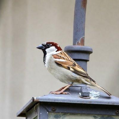 House sparrow perched on lamppost