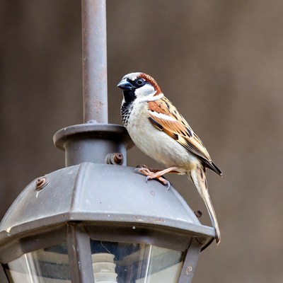 House Sparrow Perched on Street Lamp