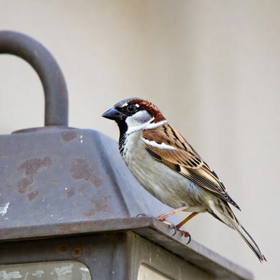 House sparrow perched on rusty lamp