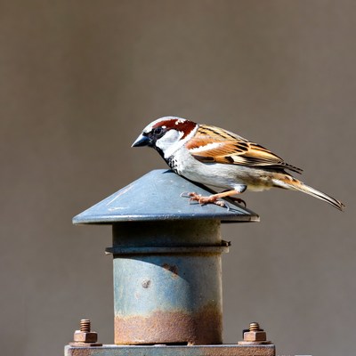 House Sparrow Perched on Rusty Vent