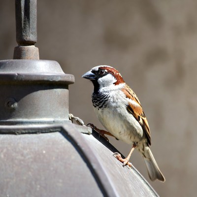 House sparrow perched on lamppost