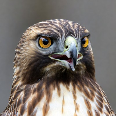 Close-up red-tailed hawk portrait