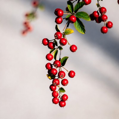 Red Berries on Branch