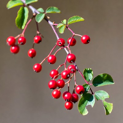 Red berries on green leaves branch
