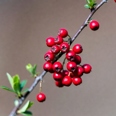 Red Berries on Branch