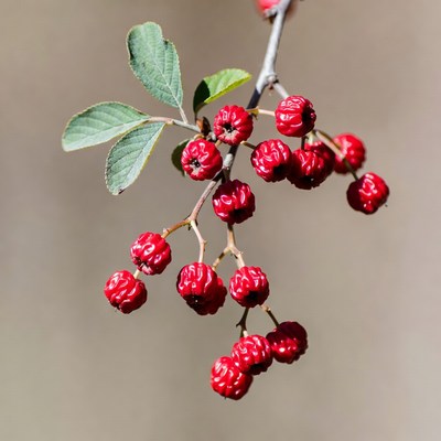 Red Berries on Branch