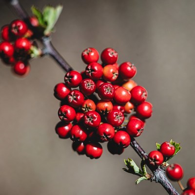 Red Berries on Branch