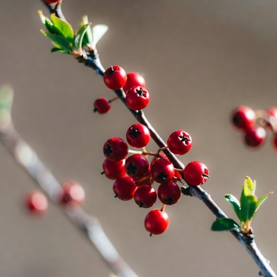 Red Berries on Branch