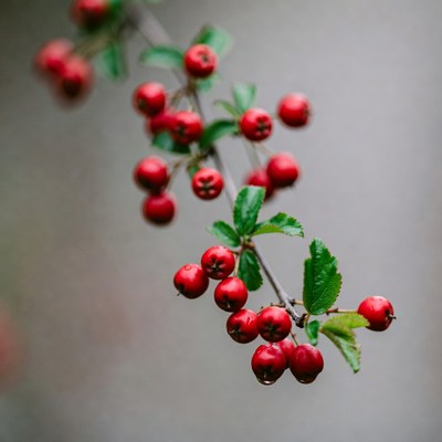 Red berries on green branch