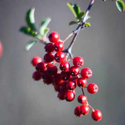 Red berries on branch