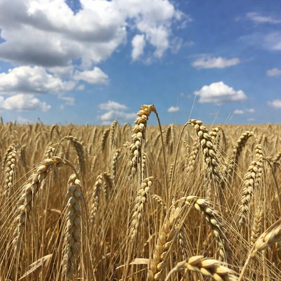 Golden Wheat Field Under Blue Sky