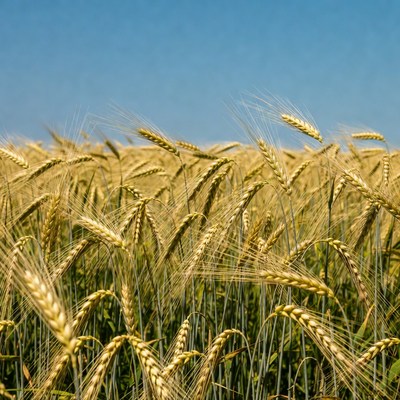 Golden Wheat Field Under Blue Sky
