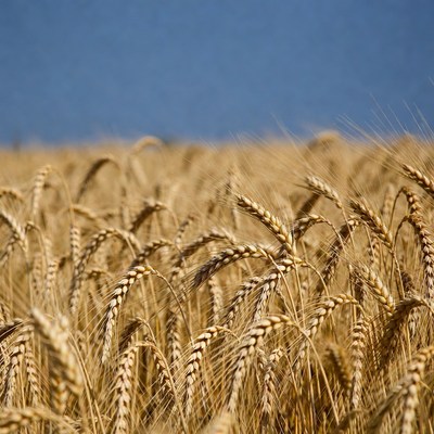 Golden Wheat Field Blue Sky