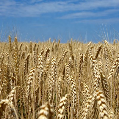 Golden Wheat Field Under Blue Sky