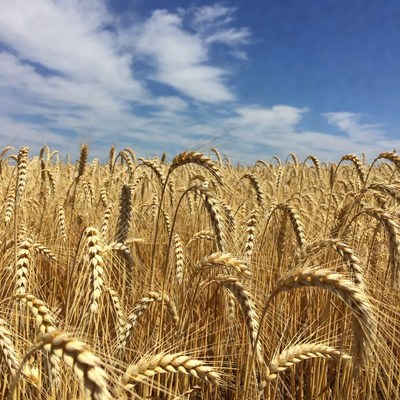 Golden Wheat Field Under Blue Sky