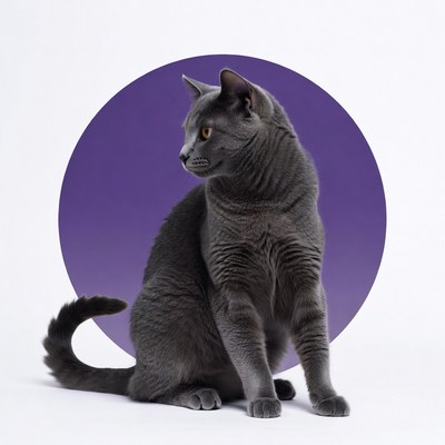 Gray cat sitting on purple circle