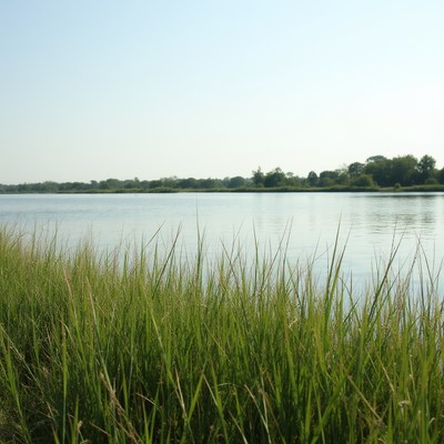 Green reeds by calm lake
