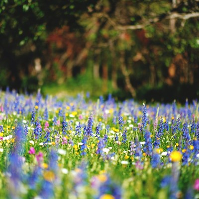 Vibrant blue wildflower meadow