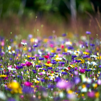 Colorful Wildflowers in Lush Meadow